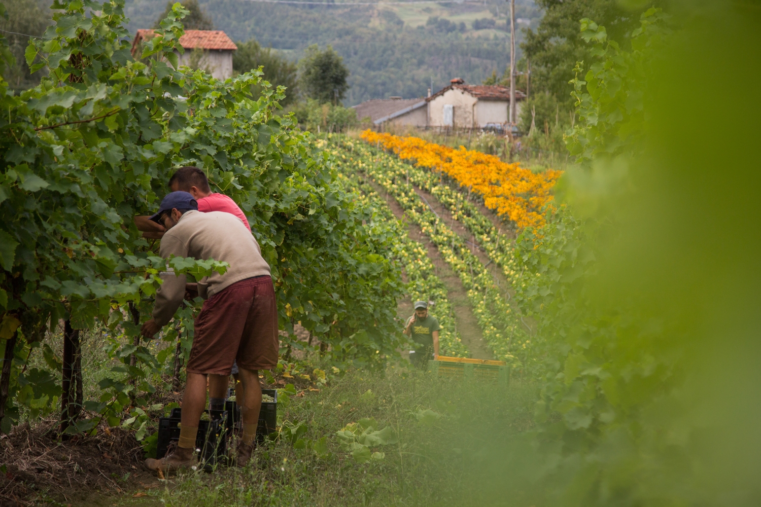 Immagine di dettaglio sui vitigni PiWi