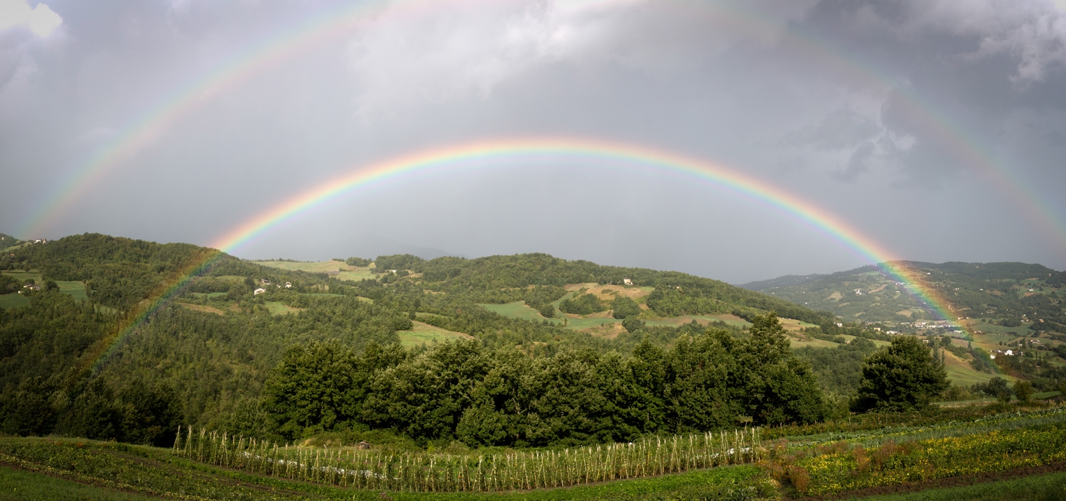 Immagine di dettaglio sui vitigni PiWi