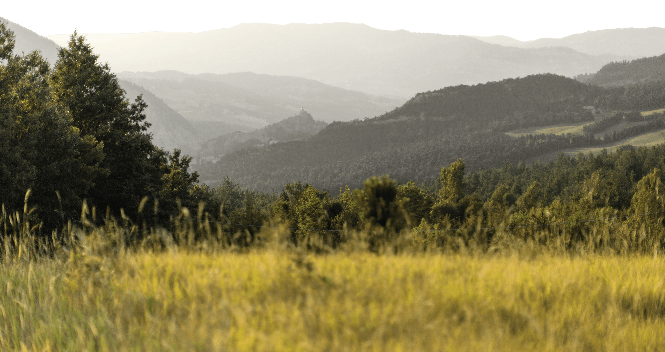 Immagine di un bosco